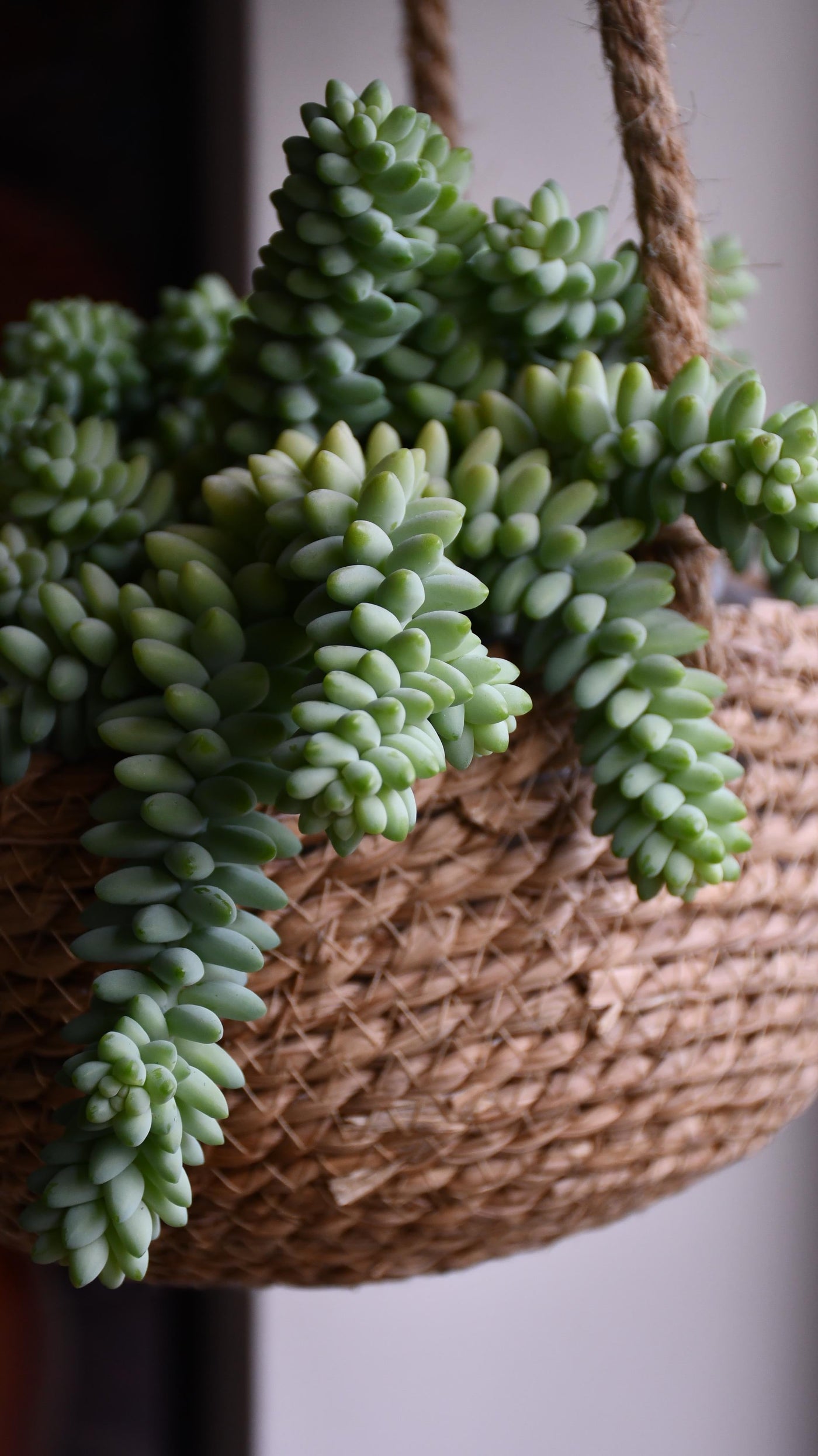 Hanging Sedum Burrito Burro's Tail (Sedum Morganianum)