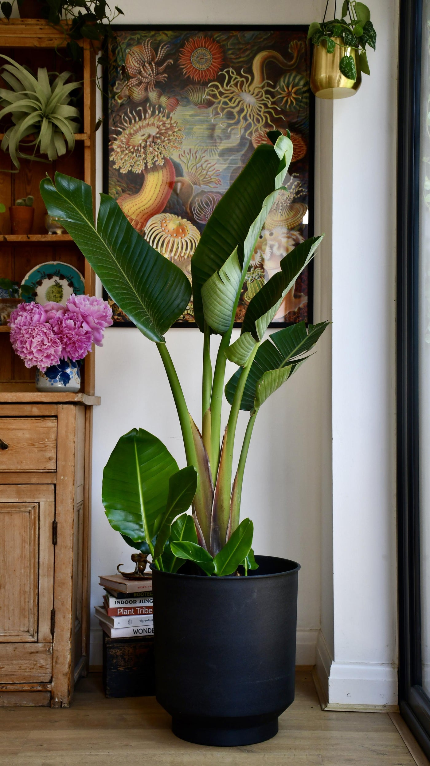 bird of paradise indoor plant for sale Strelitzia Nicolai | Birds of Paradise