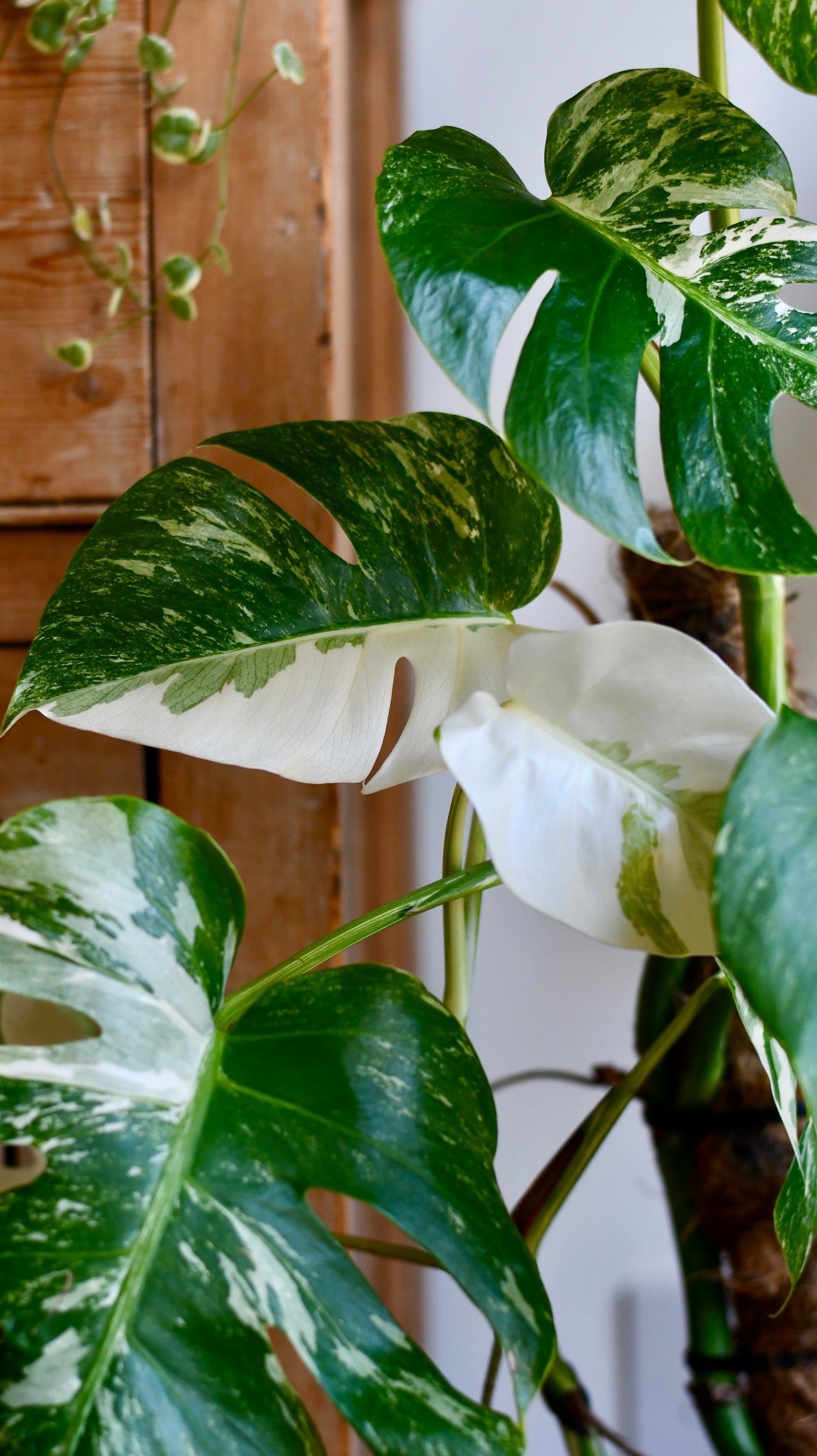 Variegated Monstera Deliciosa - Large