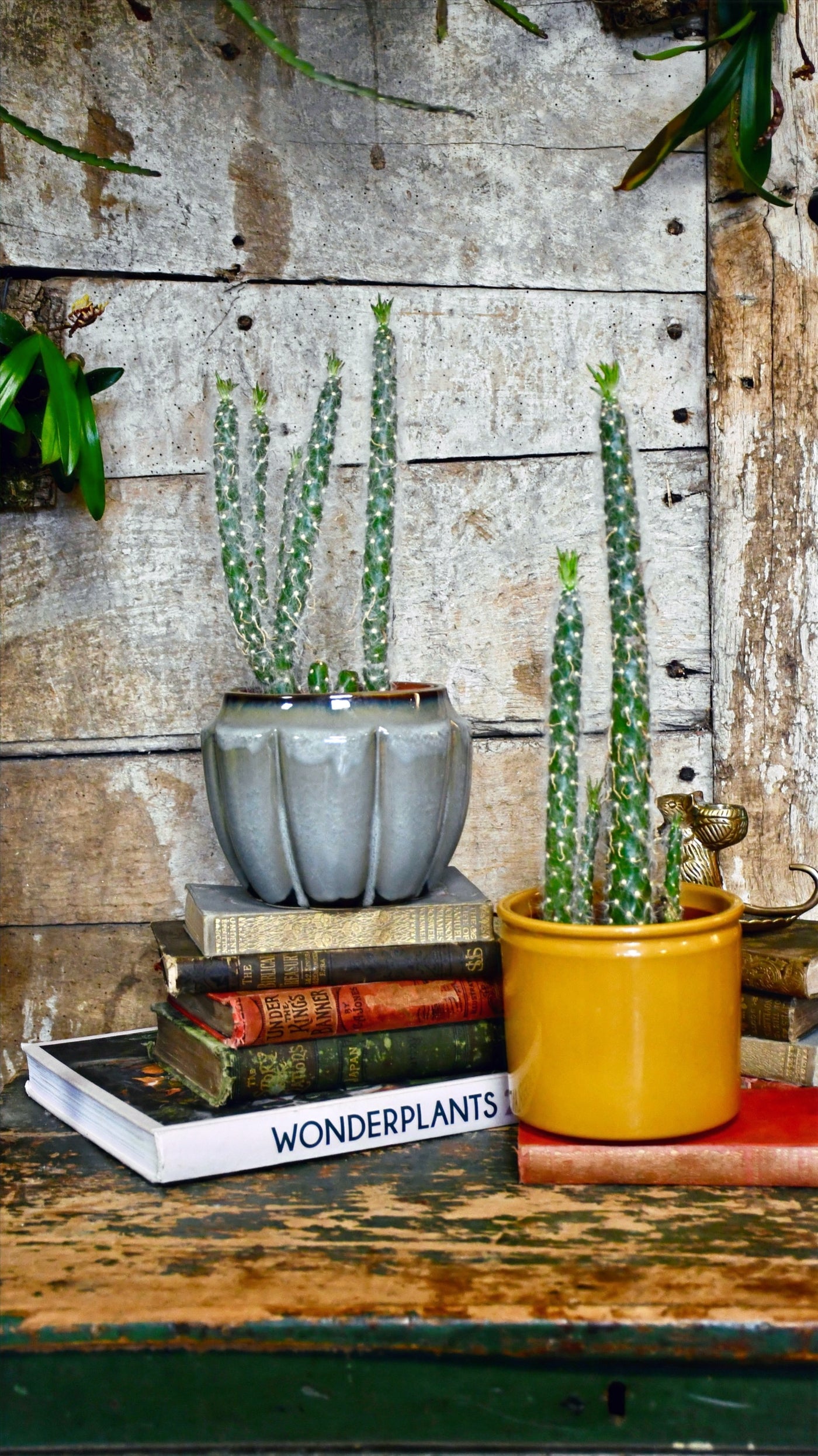Opuntia Vestita Cristata *rare*