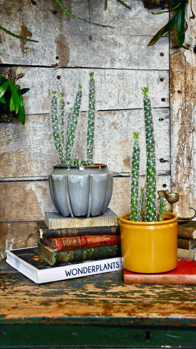 Opuntia Vestita Cristata *rare*