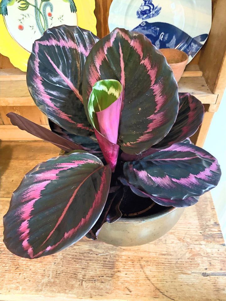 Calathea Roseopicta Purple – Happy Houseplants