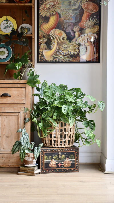 XL Monstera Obliqua 'Monkey Mask'