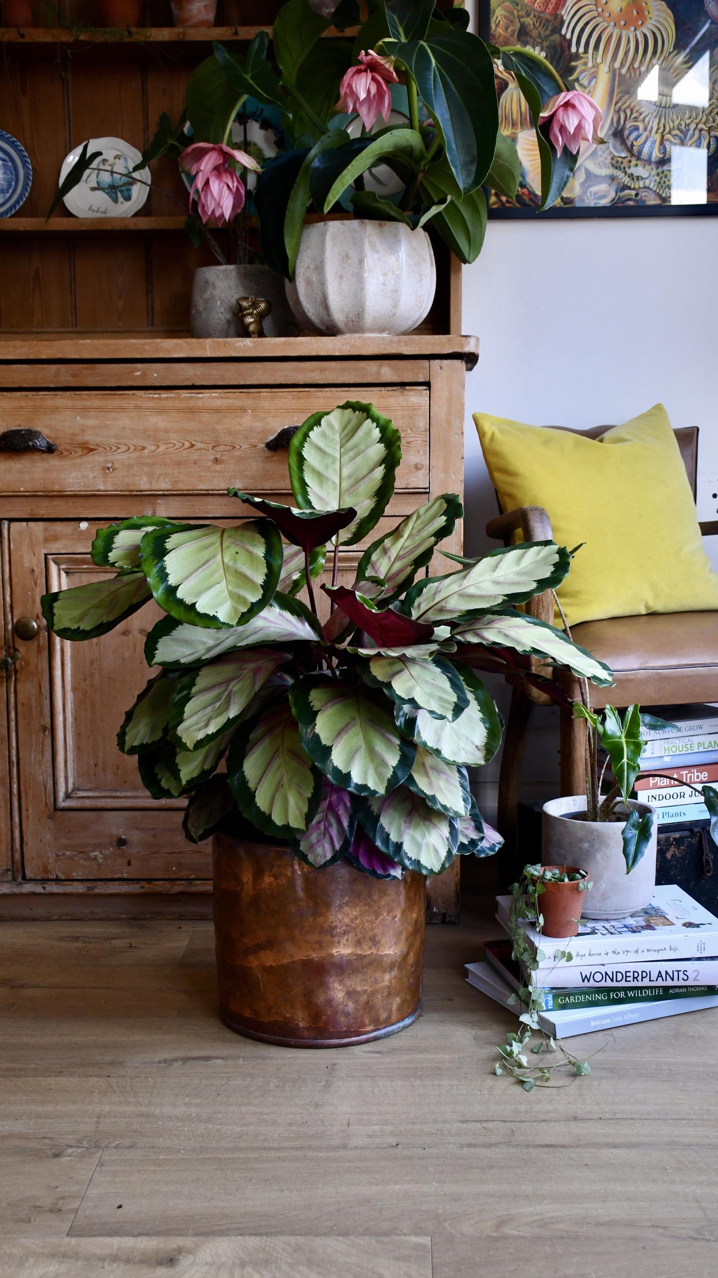 XL Calathea Rosea-picta Silvia