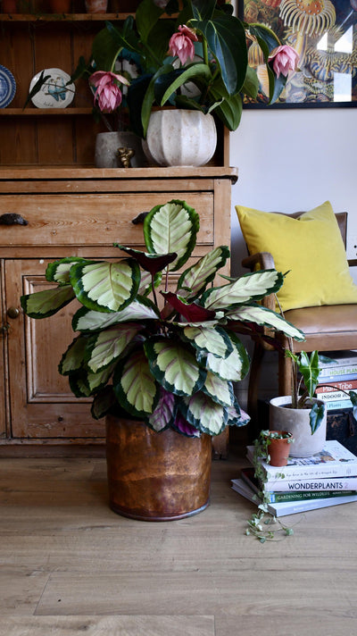 XL Calathea Rosea-picta Silvia