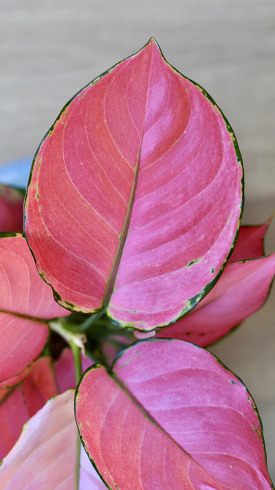 Aglaonema Pink Star