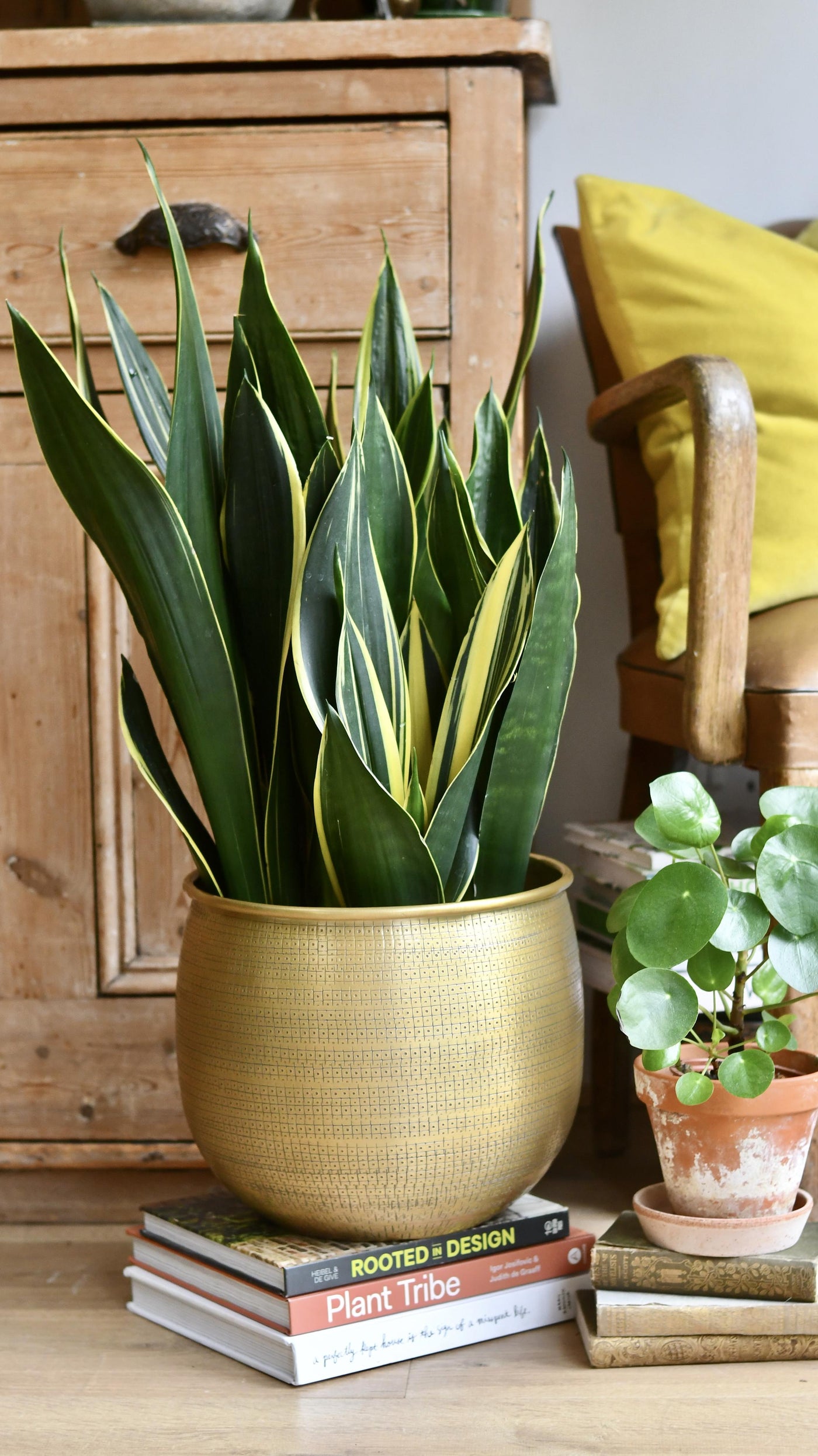 Sansevieria Trifasciata Diamond Flame