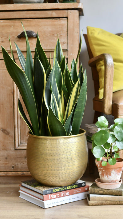 Sansevieria Trifasciata Diamond Flame