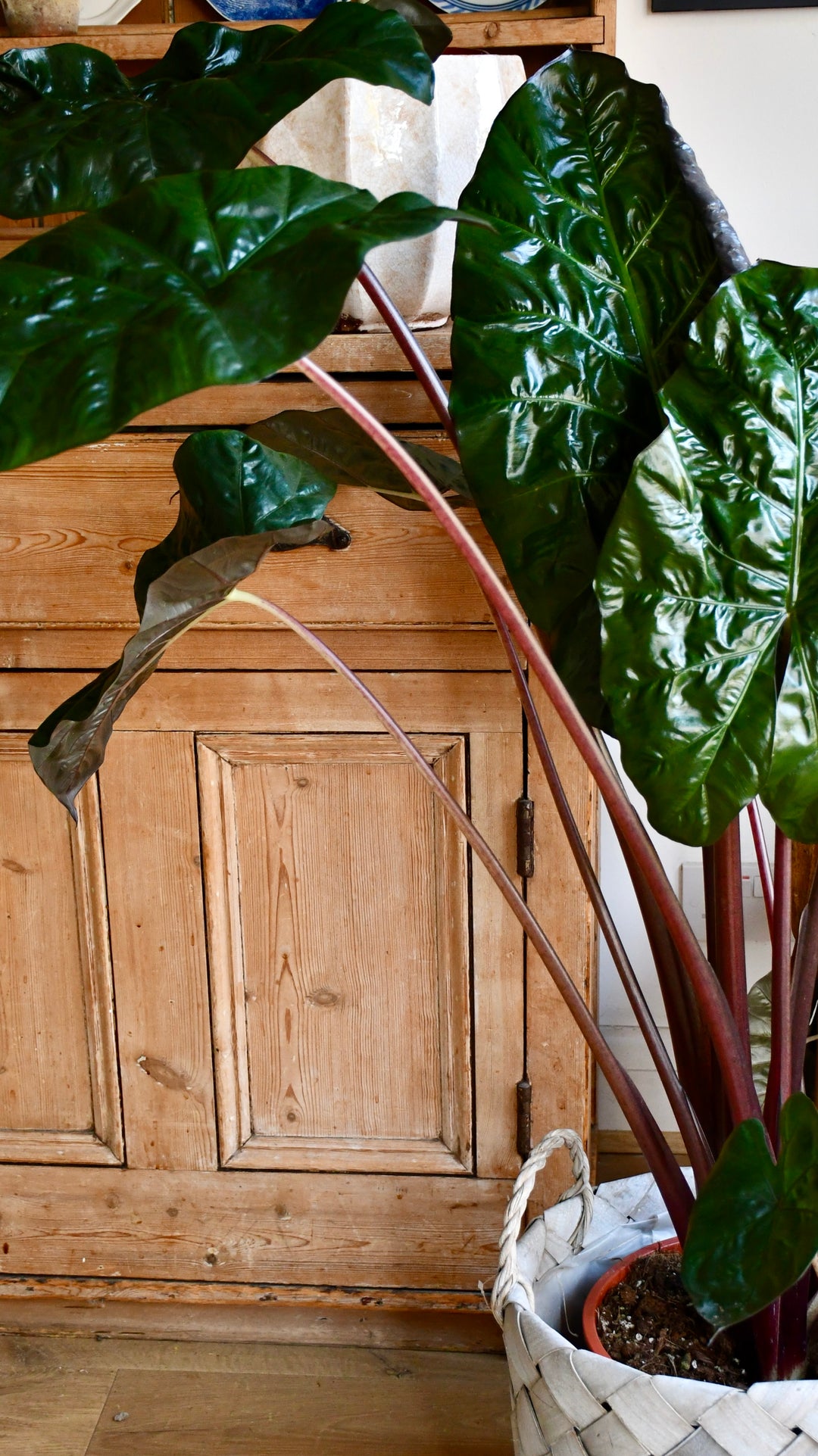 yucatan princess plant indoor care Alocasia Sarawakensis 'Yucatan Princess'