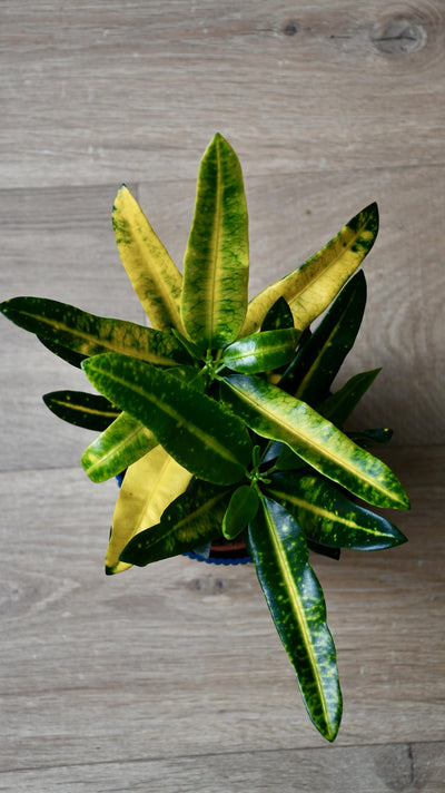 Croton Codiaeum 'Gold Sun'