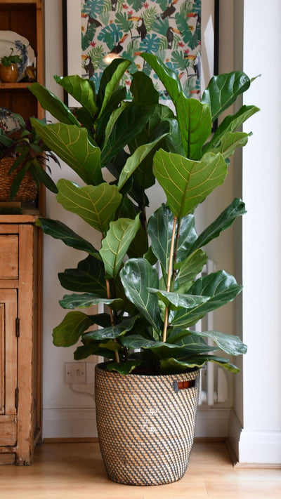 Fiddle Leaf Fig Tree (Ficus Lyrata with Three Stem)