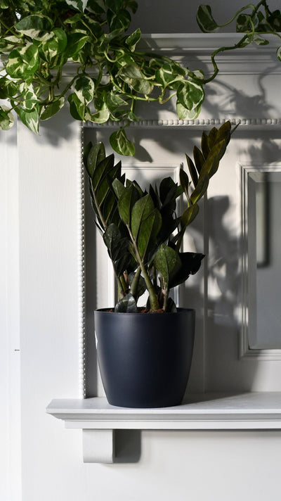 Zamioculcas Zamiifolia | ZZ Raven