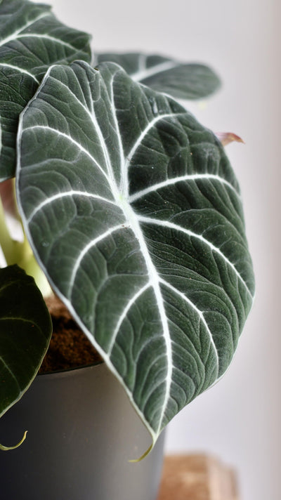 Alocasia Black Velvet (Alocasia Reginula)