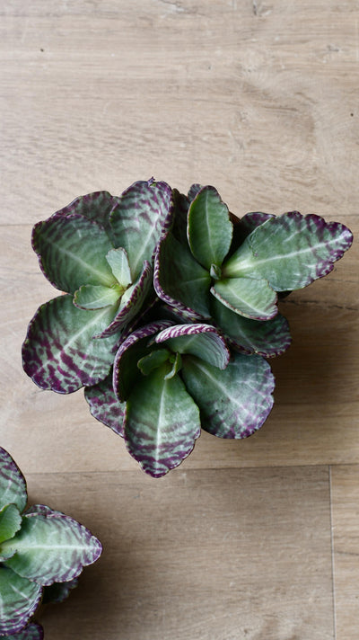 Kalanchoe Humilis (Desert Surprise)