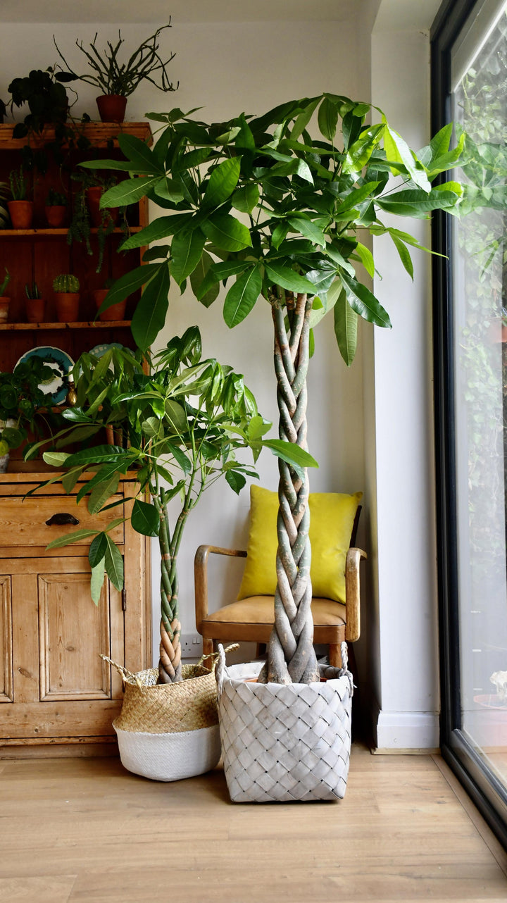 mexican indoor plants Braided Mexican Money Tree | Pachira Aquatica