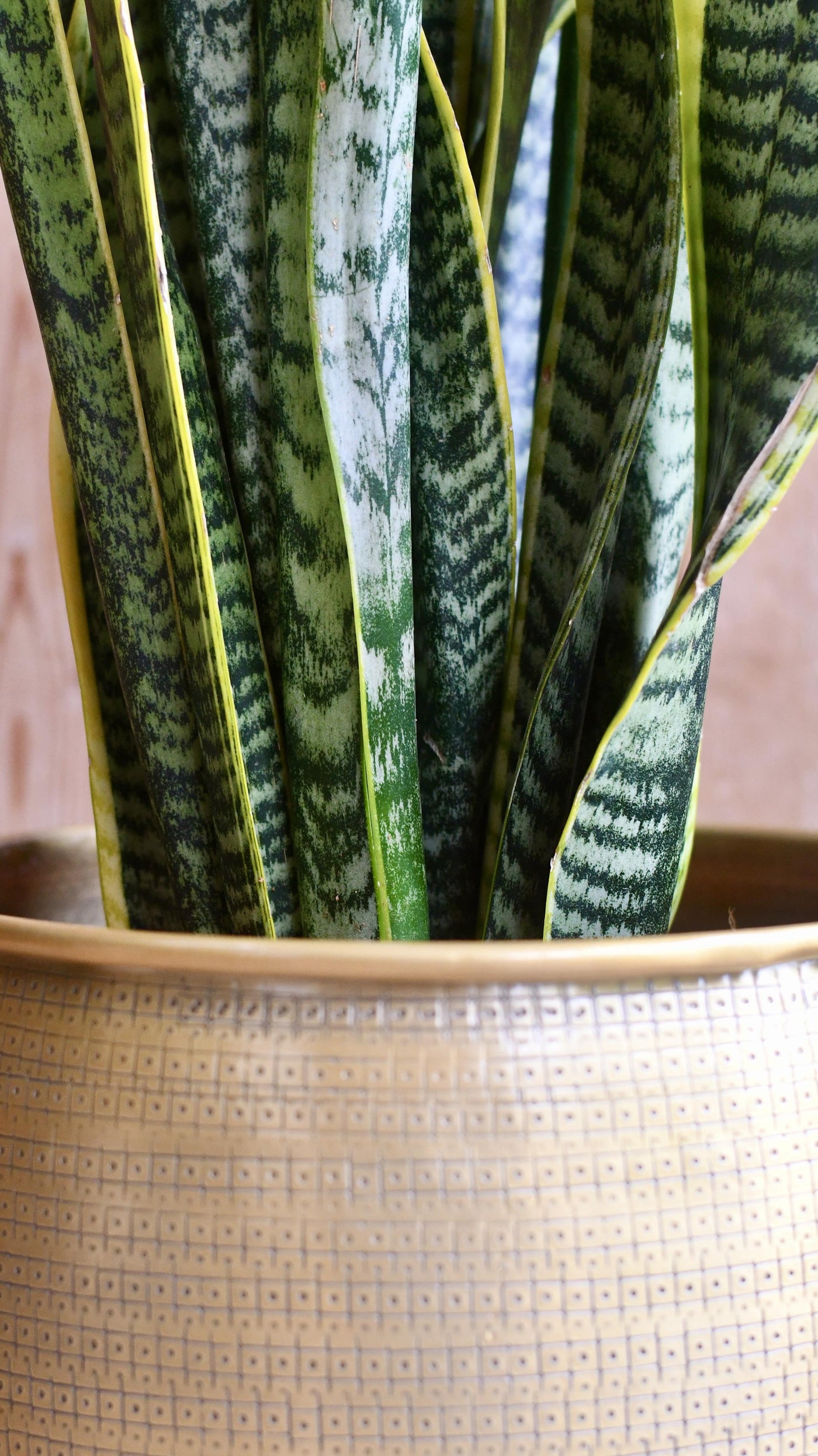 Sansevieria Trifasciata Laurentii & Brass pot