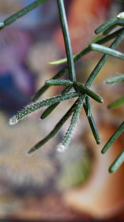 Rhipsalis Pulvinigerum, Mistletoe Cactus
