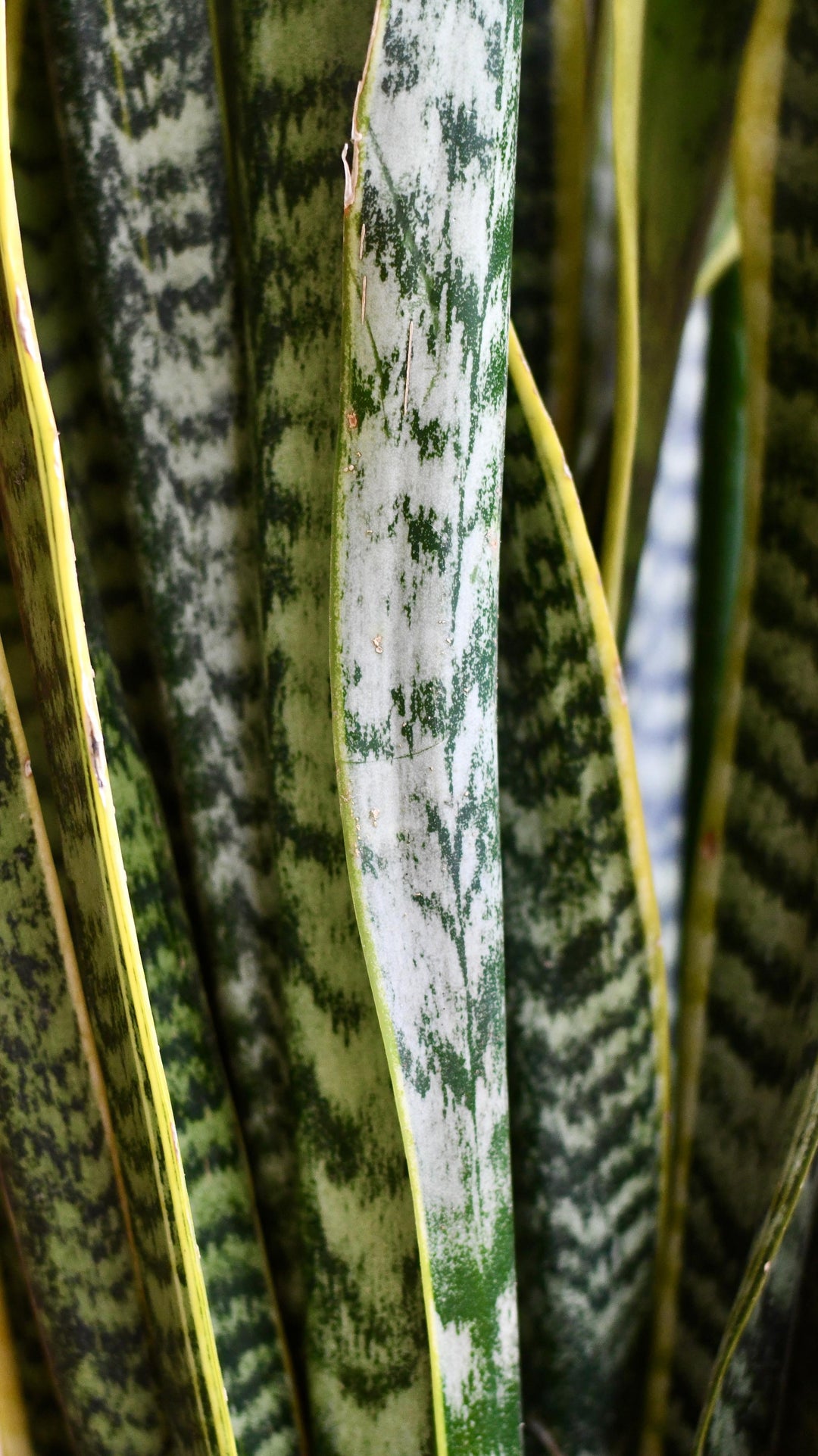 brass hammered flower pot snake plant Sansevieria Trifasciata Laurentii & Brass pot – Happy Houseplants