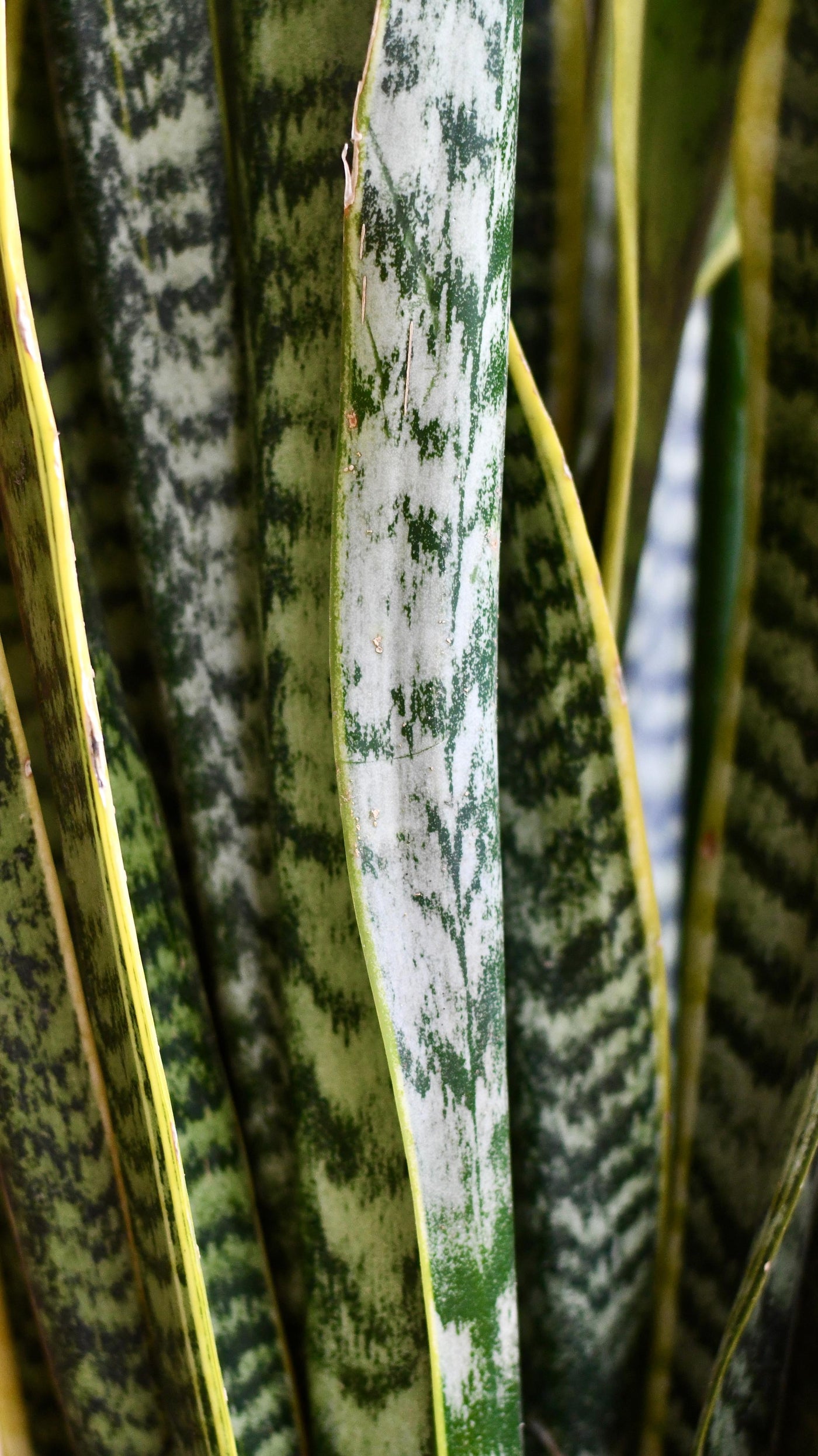 Sansevieria Trifasciata Laurentii & Brass pot