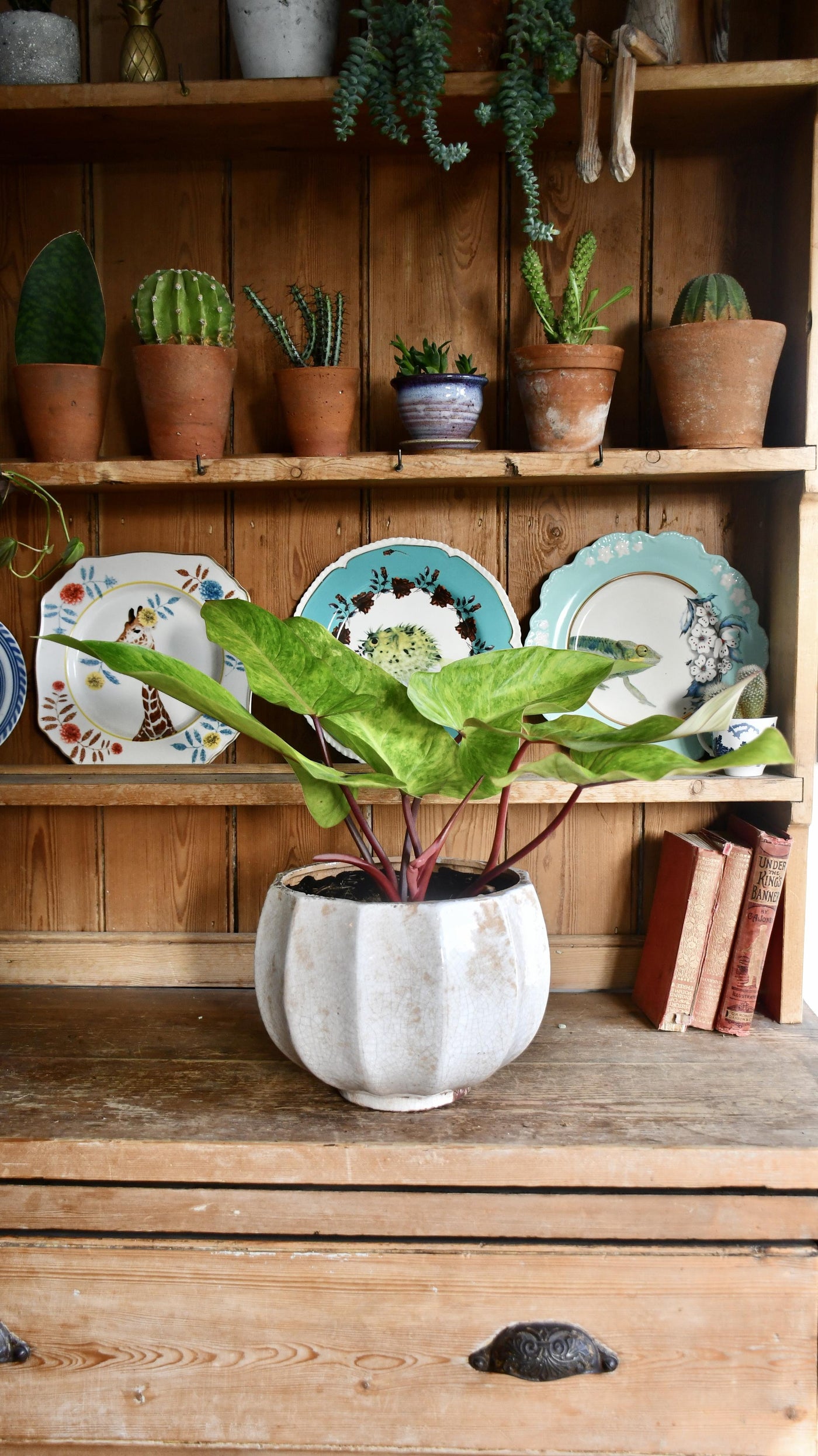 Philodendron Painted Lady