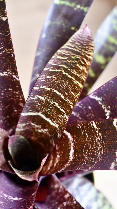 Vriesea fostering Red Chestnut