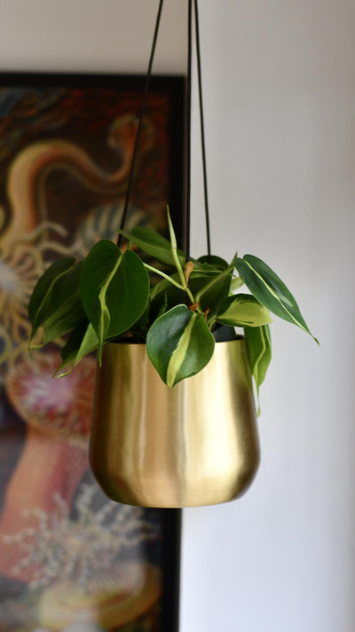 Philodendron Brasil & Atsu Brass Hanging Planter