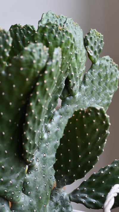 Opuntia Rubescens Consolea - Road Kill Cactus