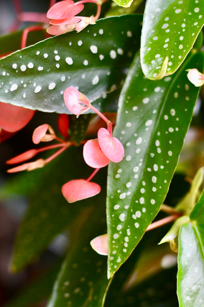 Begonia Coccinea (Angel wing Begonia)