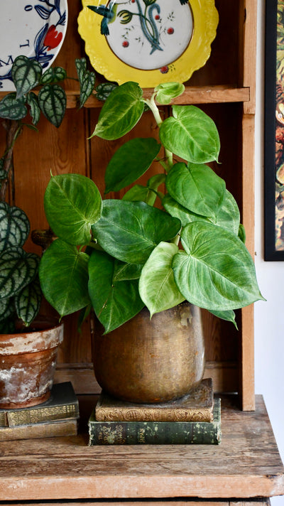 Syngonium 'Ice frost'