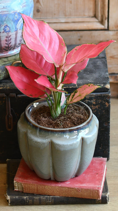 Aglaonema Pink Star