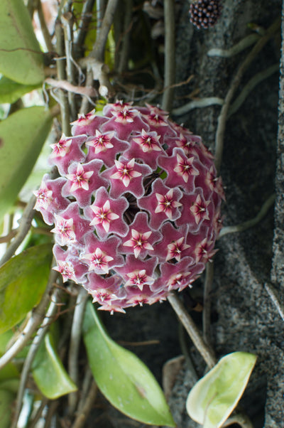 Hoya Carnosa - Wax Plant