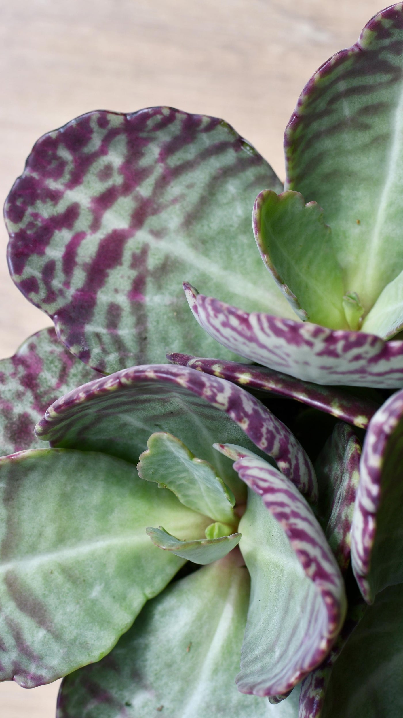 Kalanchoe Humilis (Desert Surprise)