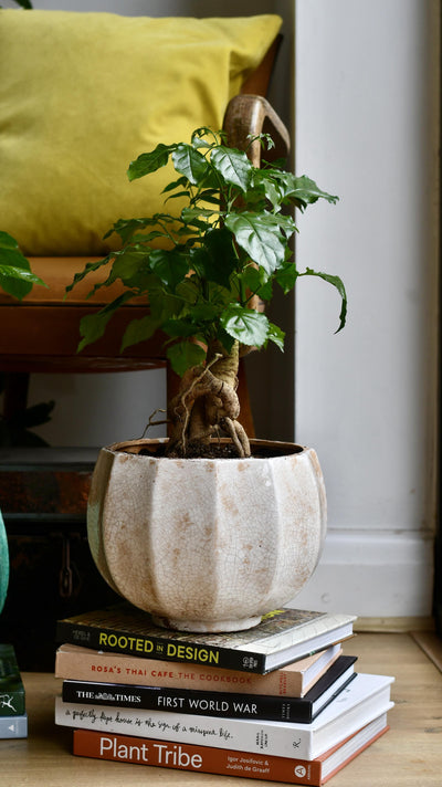 Radermachera sinica - China Doll Plant