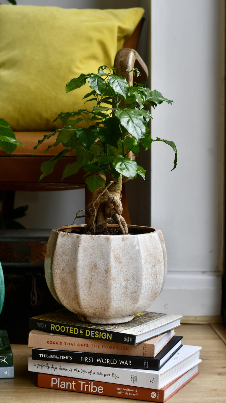 radermachera bonsai care Radermachera Sinica | China Doll Plant