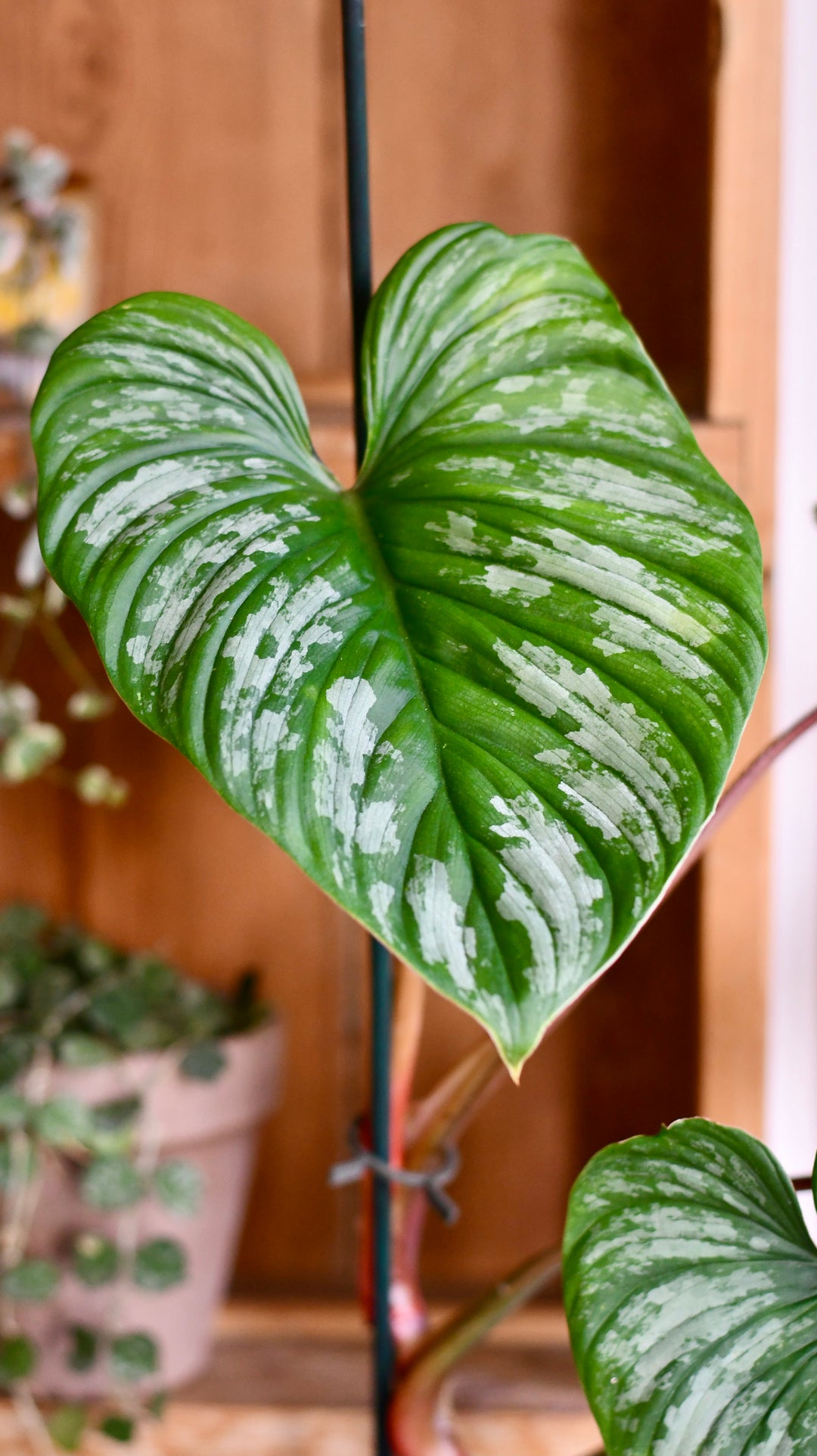 philodendron mamei for sale Philodendron Mamei | Rare Indoor Plants