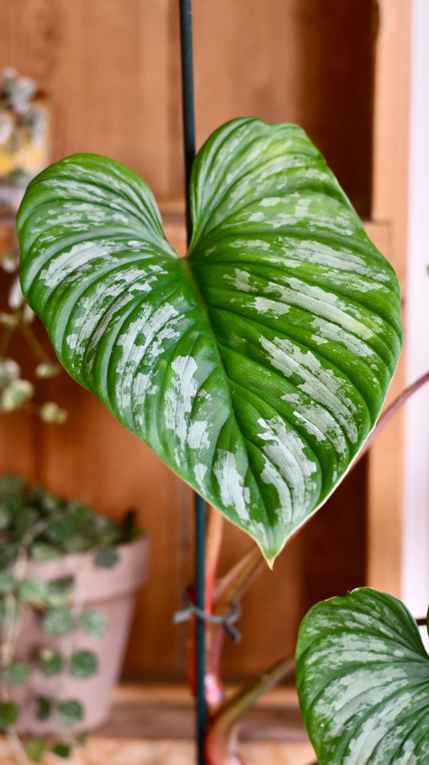 Philodendron Mamei *rare*