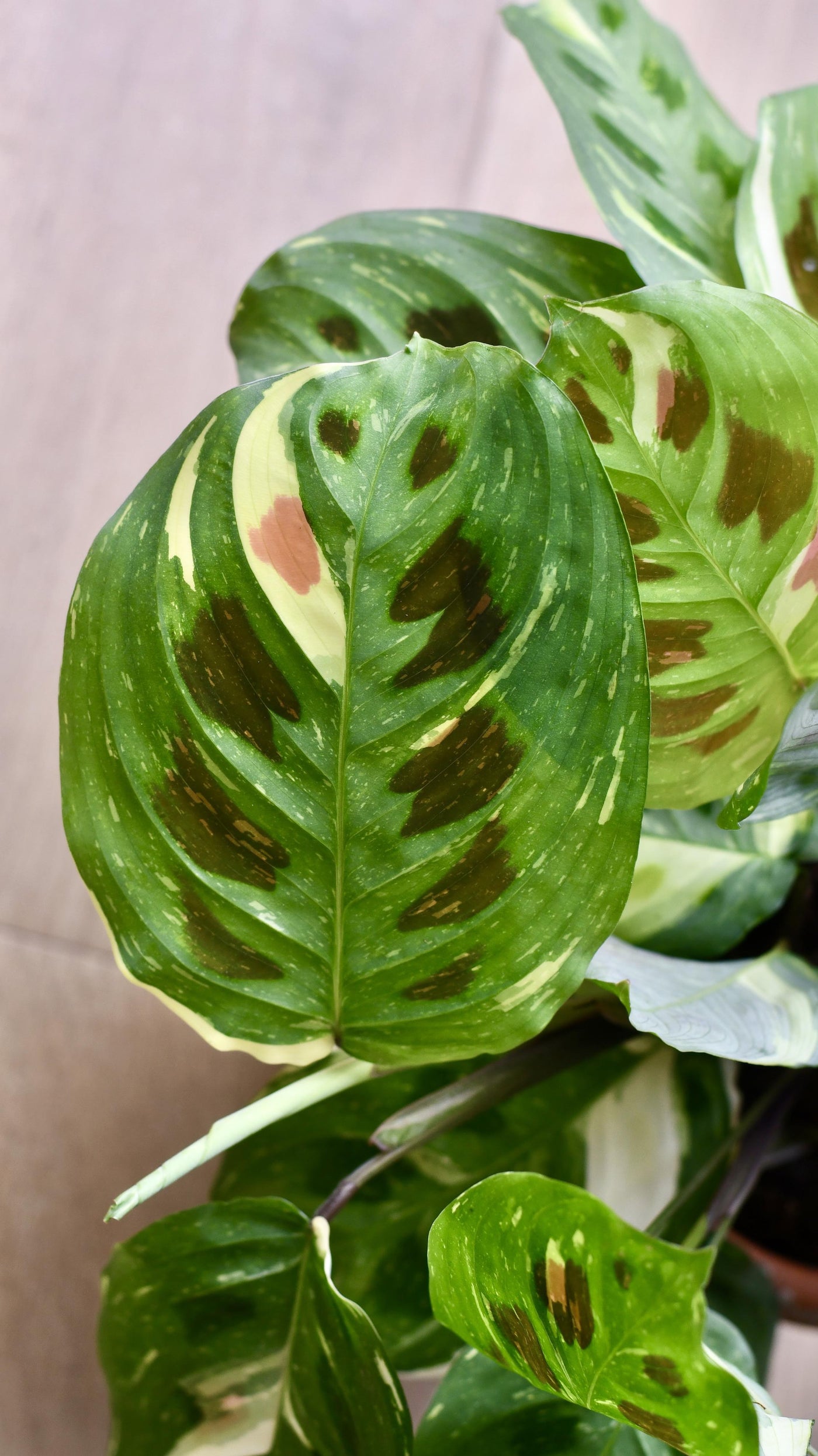 Variegated Maranta Leuconeura Kercho *rare*