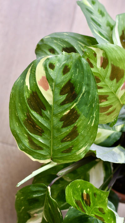 Variegated Maranta Leuconeura Kercho *rare*