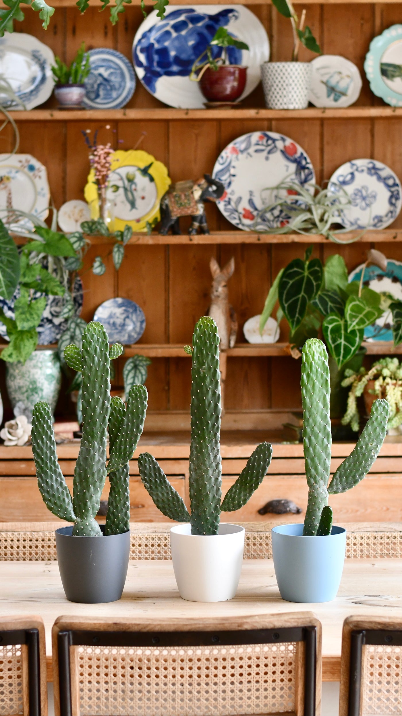 Opuntia Rubescens Console