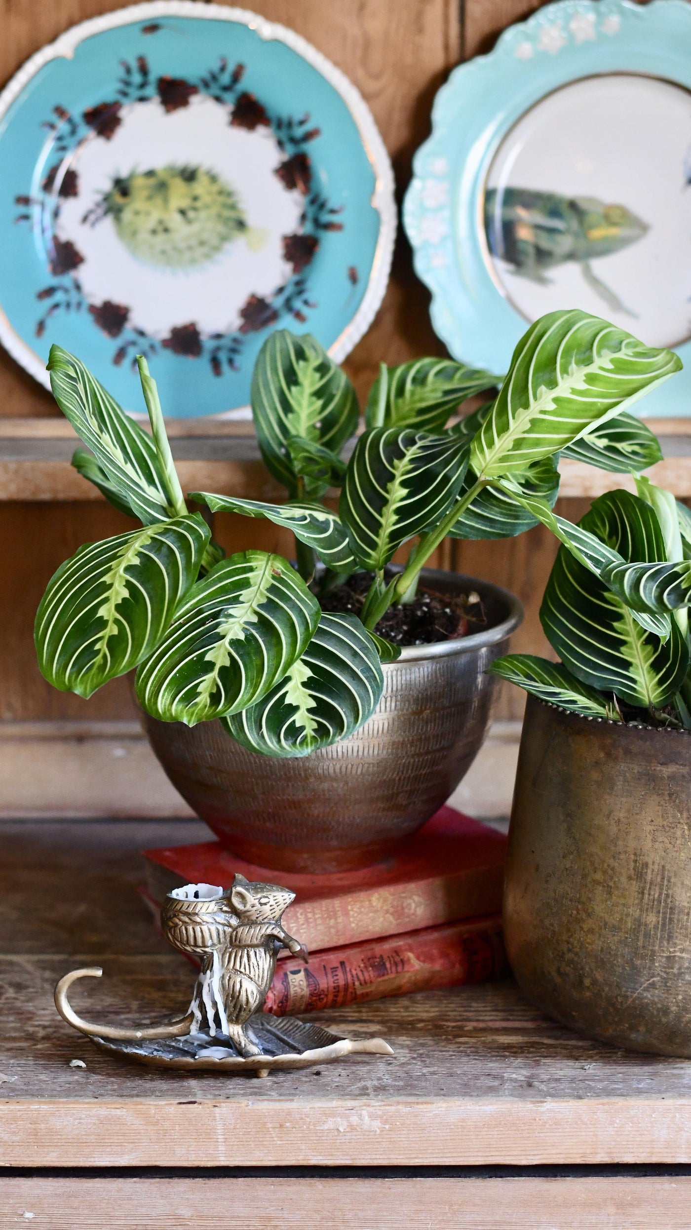 large prayer plant Large Maranta Leuconeura | Rare Plants