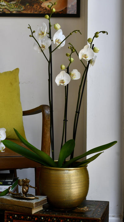 White Phalaenopsis Orchid & Tembesi Pot