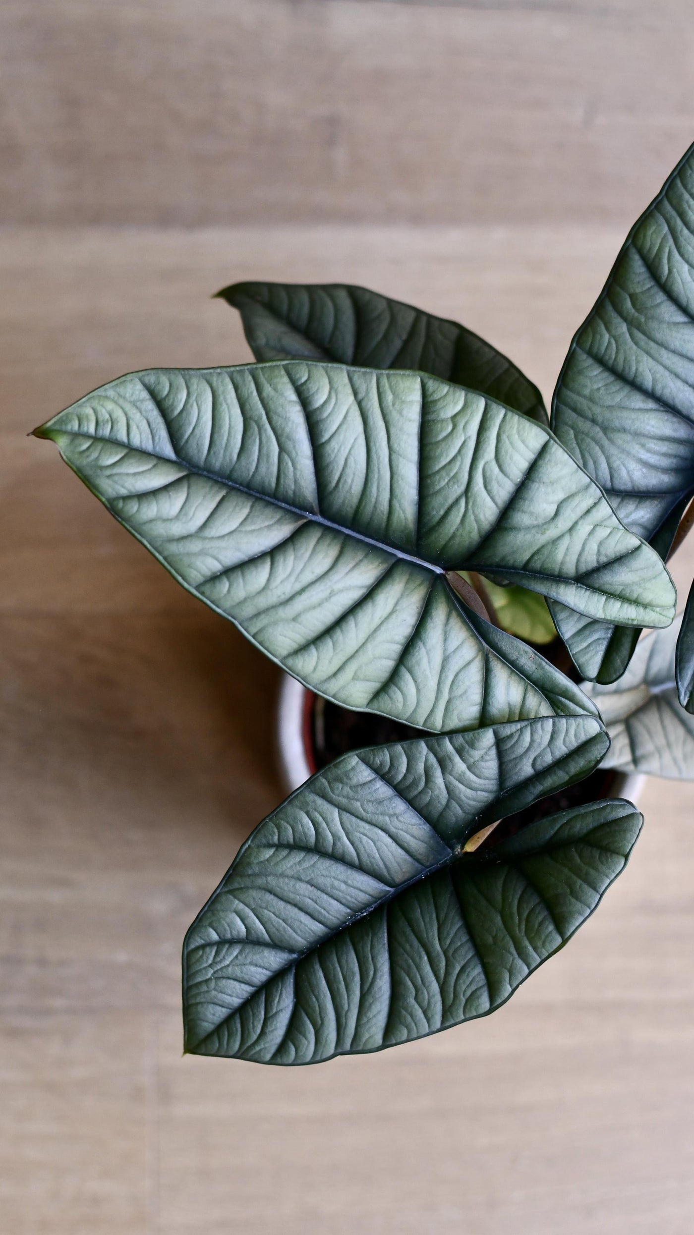 Alocasia Platinum