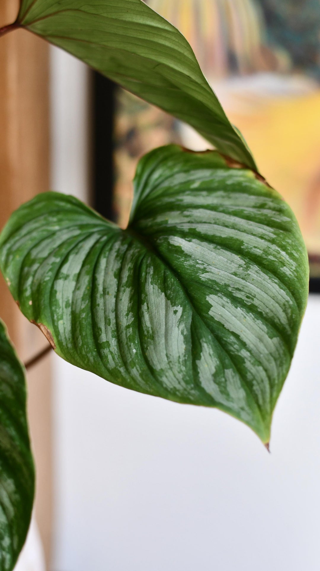 is philodendron mamei a climber Philodendron Mamei | Rare Indoor Plants