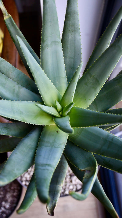 XL Aloe Discothoma