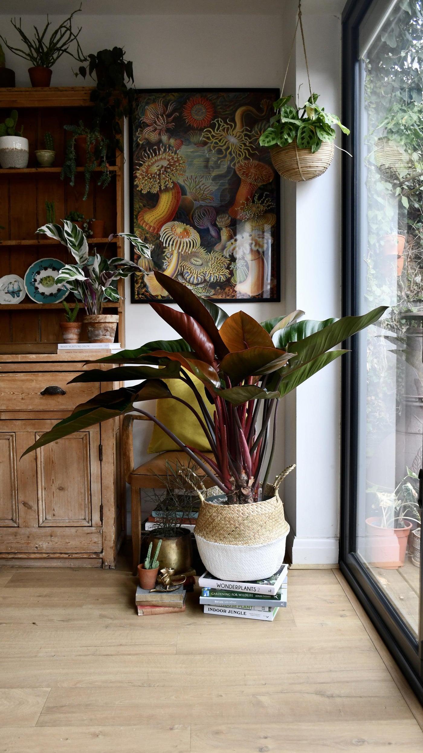 Philodendron Red Beauty