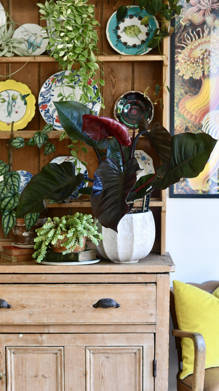 Philodendron 'Purple Congo' | Rare Plants | Happy Houseplants  Happy  Houseplants