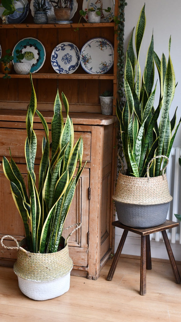 mother's tongue snake plant Snake Plant Sansevieria Laurentii | Mother-in-Law's Tongue