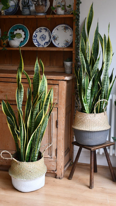 Small Office Plant Bundle with White Planters