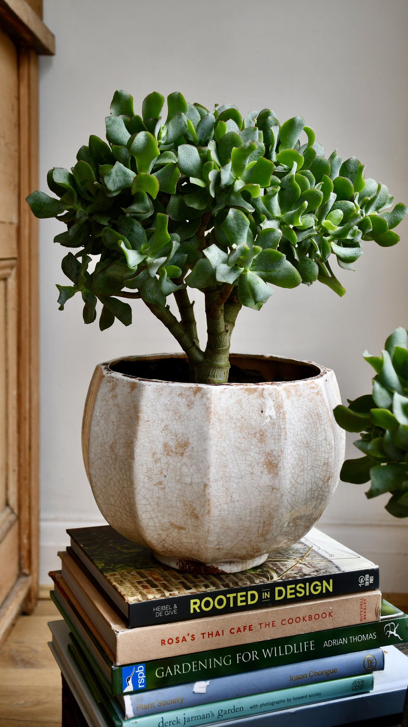 Crassula Bonsai Tree - Jade Bonsai