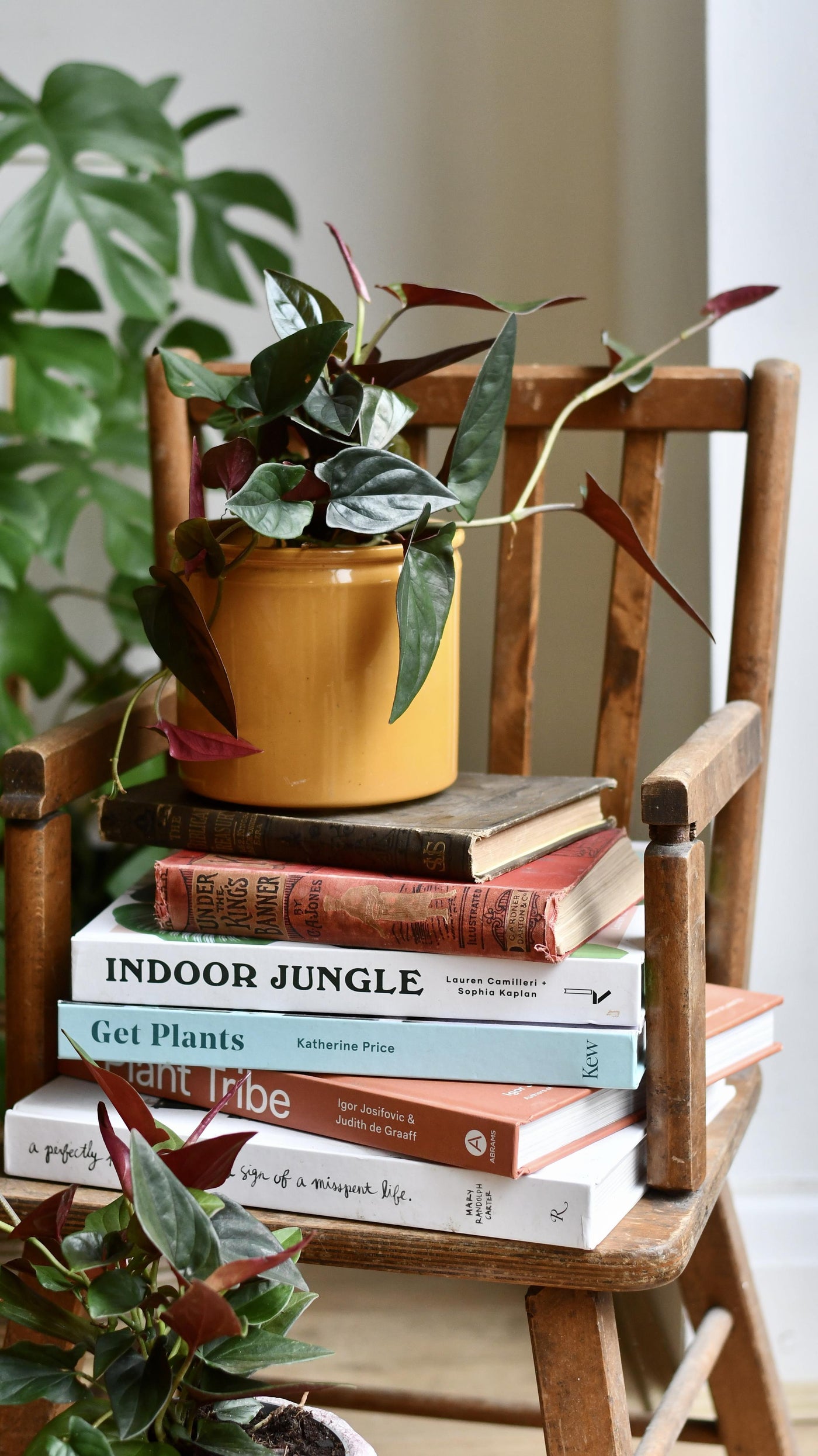 Syngonium erythrophyllum "red arrow plant"